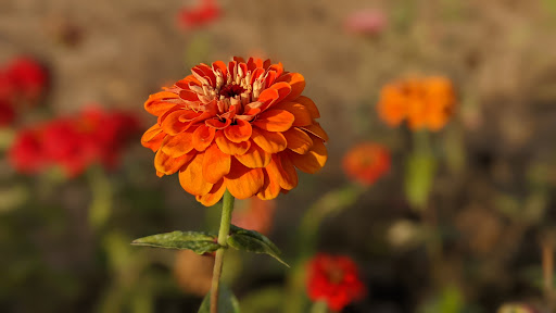 Farm «Houlden Farms», reviews and photos, 139 Old Westboro Rd, North Grafton, MA 01536, USA