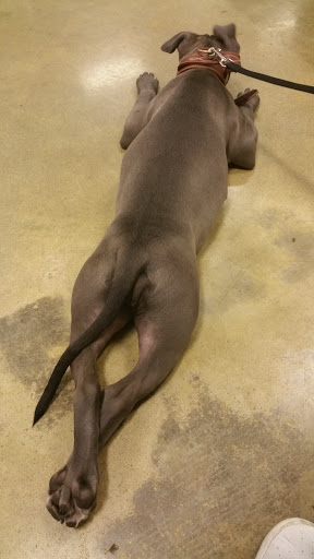 Pet Supply Store «PetSmart», reviews and photos, 3045 Festival Way, Waldorf, MD 20601, USA