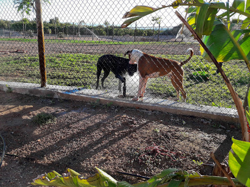 Guarderías caninas y cuidadores de mascotas en Benaguasil de 2024