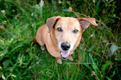 Happy Tails Pet Photography