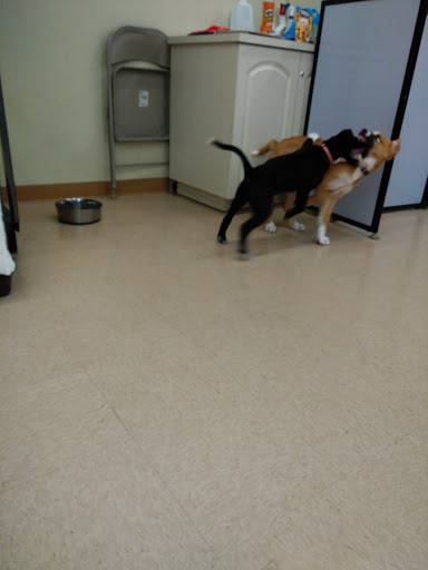 Pet Supply Store «Petco Animal Supplies», reviews and photos, 35860 Chester Rd, Avon, OH 44011, USA