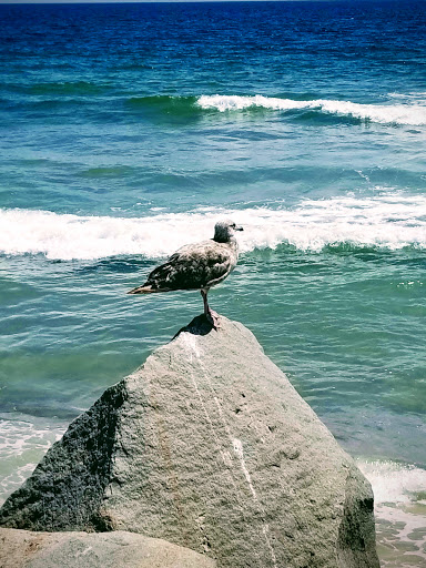 Theme Park «Atlantic Beach Park», reviews and photos, 321 Atlantic Ave, Westerly, RI 02891, USA