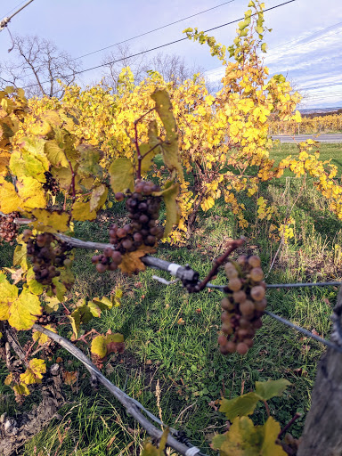 Winery «Hosmer Winery», reviews and photos, 7020 NY-89, Ovid, NY 14521, USA