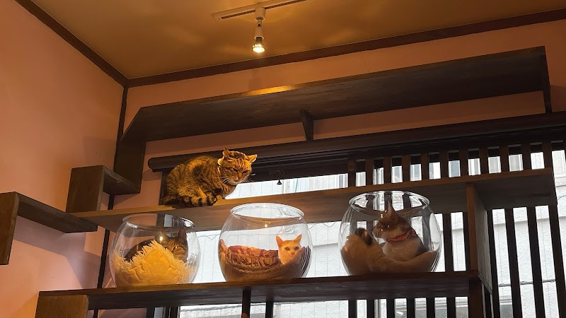 保護猫喫茶 上板にゃんこ亭