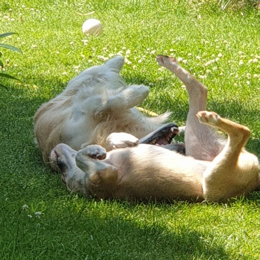 Dr.med.vet. Dieter Barth veterinarian unter Enger, 