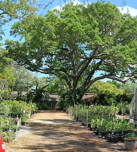 Plant Nursery «Wilcox Nursery», reviews and photos, 12501 Indian Rocks Rd, Largo, FL 33774, USA