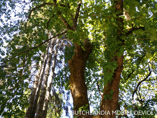 Park «Dawson Park», reviews and photos, 2926 N Williams Ave, Portland, OR 97227, USA