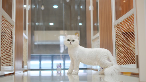 โรงแรมแมว Cat Hoteru