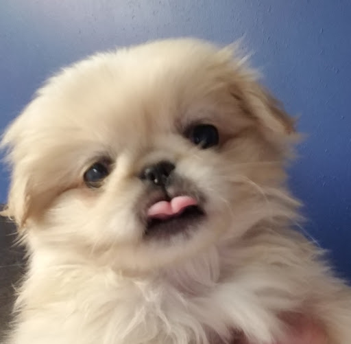 Pet Store «Puppy Palace», reviews and photos, 1250 US-130, Trenton, NJ 08638, USA