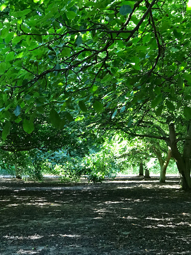 Produce Market «B&P Hitz Fruit Farm (Apples N Produce)», reviews and photos, 14070 Wilco Hwy NE, Woodburn, OR 97071, USA