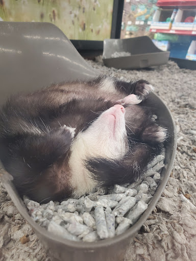 Pet Supply Store «Petco Animal Supplies», reviews and photos, 2140 E Blvd St, Kokomo, IN 46902, USA