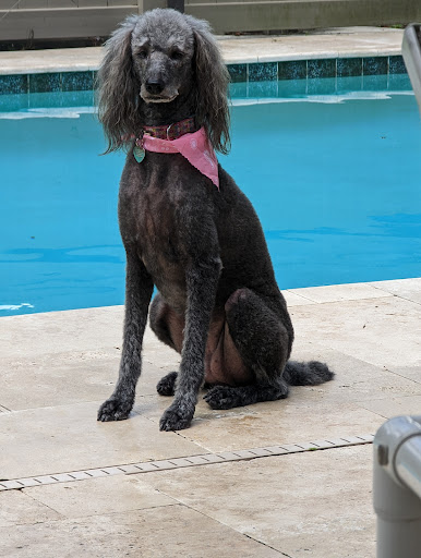 Pet Groomer «Doggy Styles Pet Salon», reviews and photos, 6310 Congress St, New Port Richey, FL 34653, USA