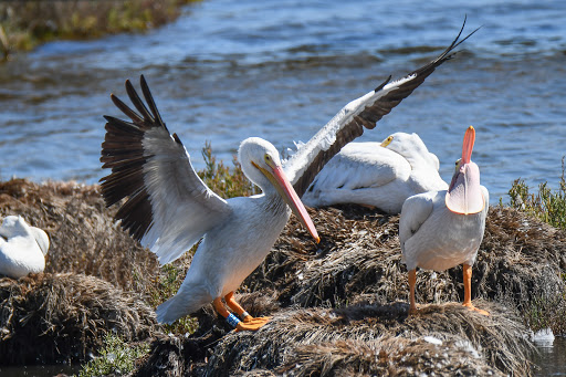 Bolsa Chica Conservancy