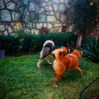 Pensión Canina Oaxaca