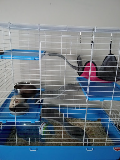 Pet Supply Store «Pet Supplies Plus», reviews and photos, 1268 N Eisenhower Dr, Beckley, WV 25801, USA