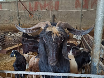 HACININ YERİ Esenyurt Kıraç Kurban Satış Merkezi