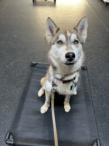 Ridgeside K9 NorCal Dog Training image