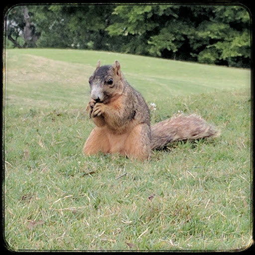 Golf Driving Range «Windtree Golf Club», reviews and photos, 810 Nonaville Rd, Mt Juliet, TN 37122, USA