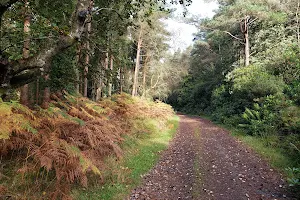 Glengarra Wood Forest Recreational Area image