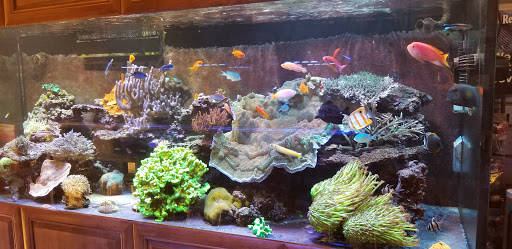 Aquarium «Aquatic Art Inc.», reviews and photos, 9337 Commerce Center Cir #3, Highlands Ranch, CO 80129, USA