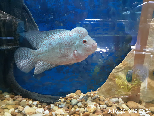 Pet Store «Fosters Exotic Pet Center», reviews and photos, 40116 US Hwy 19 N, Tarpon Springs, FL 34689, USA