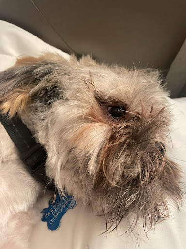 Pet Supply Store «Petco Animal Supplies», reviews and photos, 2823 County Home Rd, Goshen, IN 46526, USA