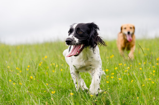 Pet Store «Naturally Healthy Pet», reviews and photos, 335 NE 5th Ave, Camas, WA 98607, USA