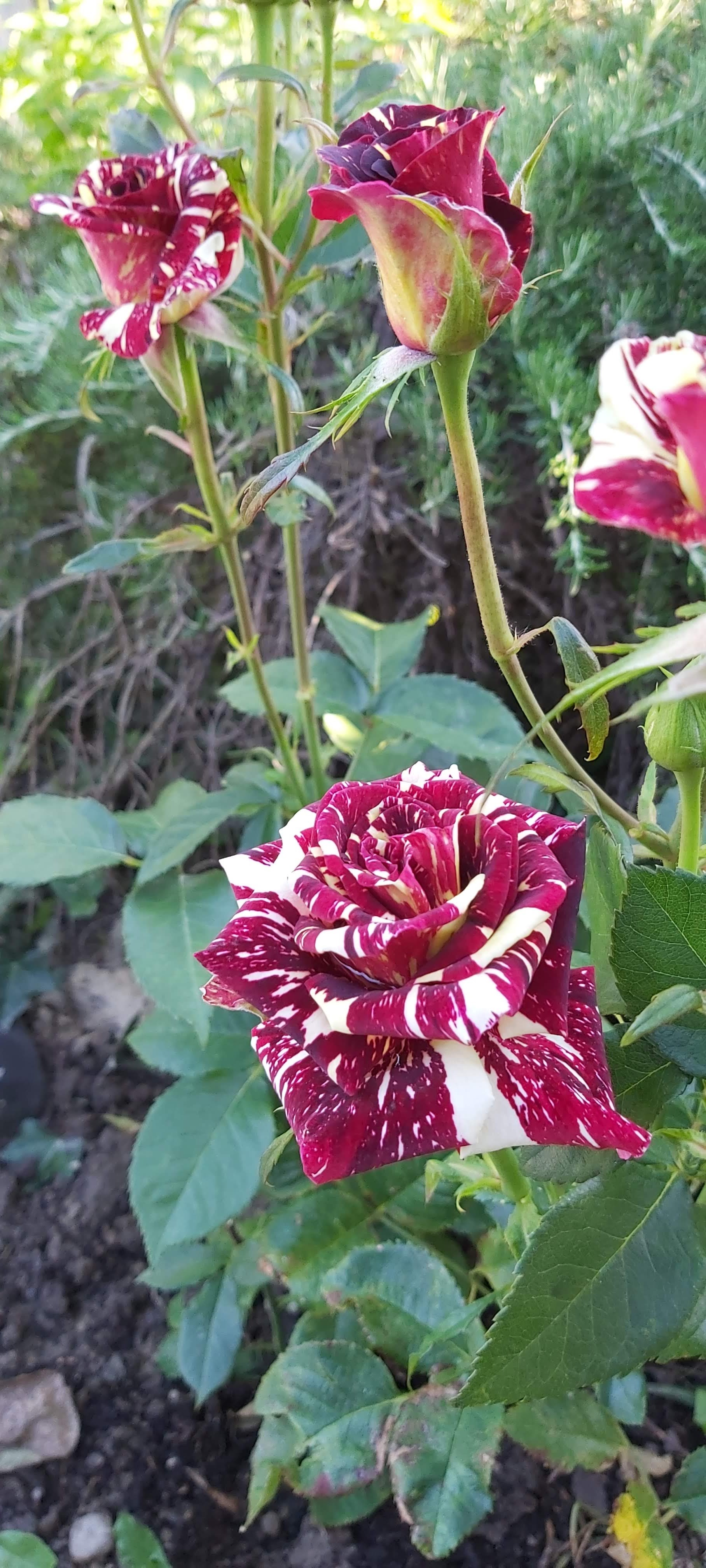 Photo n° 8 de l'avis de stephane.e fait le 26/05/2016 à 21:42