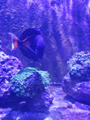 Tropical Fish Store «Ocean Aquarium», reviews and photos, 6820 E Black Horse Pike, Egg Harbor Township, NJ 08234, USA