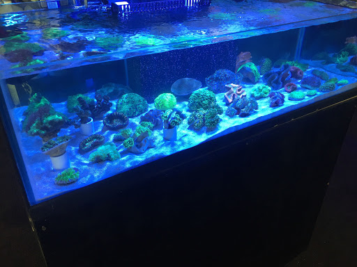 Pet Store «Advanced Aquatics», reviews and photos, 6560 E 41st St, Tulsa, OK 74145, USA