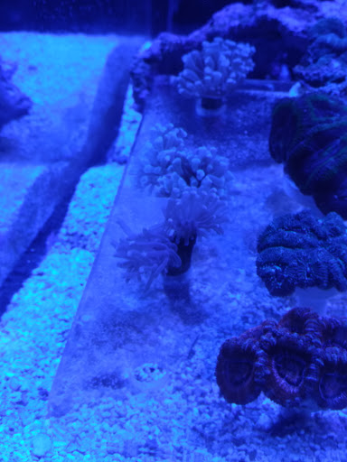 Aquarium «Old Orchard Aquarium», reviews and photos, 9235 Skokie Blvd, Skokie, IL 60077, USA