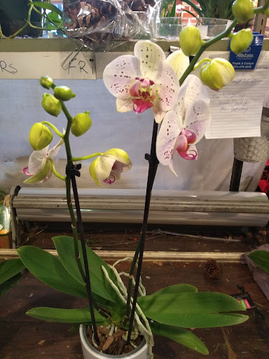 Florist «Sunshine Florist Inc.», reviews and photos, 946 1st Avenue, New York, NY 10022, USA