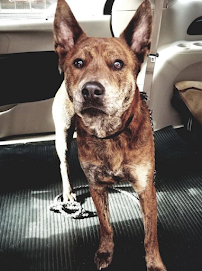 Elite Pet Ride - Pet Cab - Pet Taxi - Photo 7 - Car repair in , New York