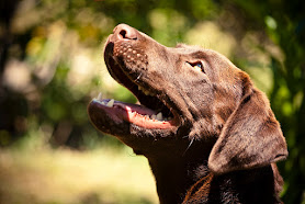 Quinta Monte dos Vendavais Hotel e Spa para Cães e Gatos