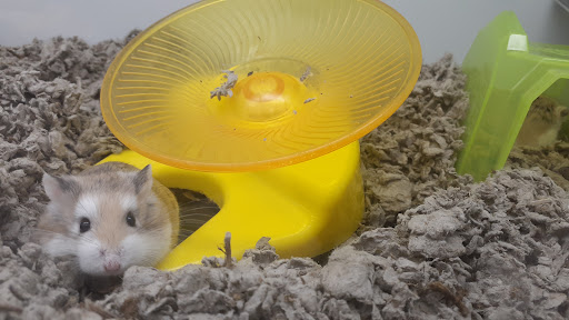 Pet Supply Store «Petco Animal Supplies», reviews and photos, 3525 W Victory Blvd, Burbank, CA 91505, USA