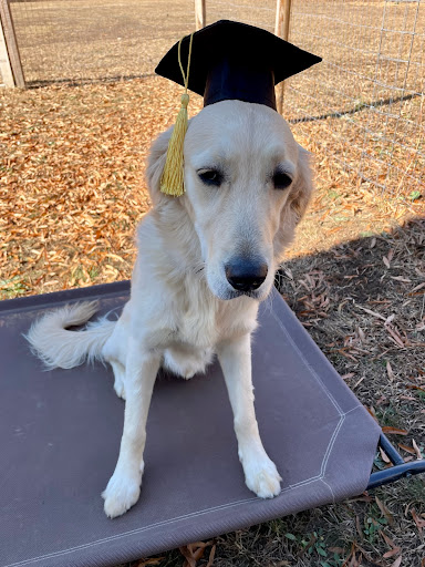 Something to Bark About Dog Training