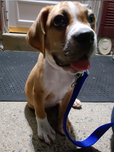 Pet Store «Petland Fairfax», reviews and photos, 9404 Main Street, Fairfax, VA 22031, USA