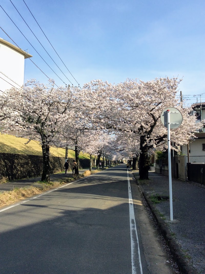 近隣公園から続く桜並木