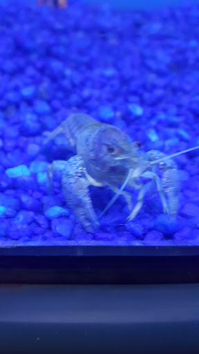 Pet Store «Pet Junction», reviews and photos, 146 NH-108, Dover, NH 03820, USA