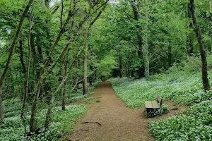 Merafield Nature Reserve Wood (Woodland Trust) image