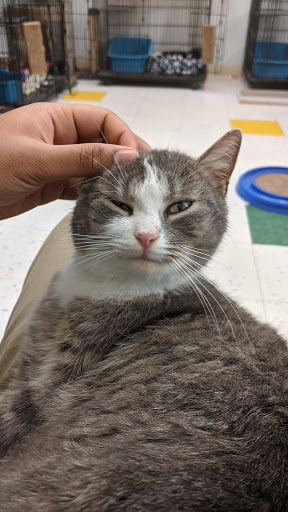 Pet Supply Store «Pet Supplies Plus», reviews and photos, 9630 Transit Rd Suite 400, East Amherst, NY 14051, USA