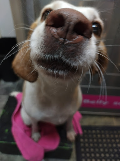 Pet Groomer «Belly scRubs Self Service Pet Wash», reviews and photos, 119 WV-34 #1, Hurricane, WV 25526, USA