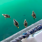 Photo n°2 de l'avis de Chanita.a fait le 24/01/2022 à 15:07 sur le  Skipper à Santa Margherita Ligure