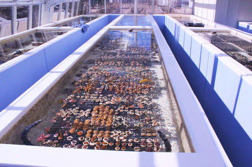 Pet Supply Store «Pacific East Aquaculture», reviews and photos, 107 School St, Mardela Springs, MD 21837, USA