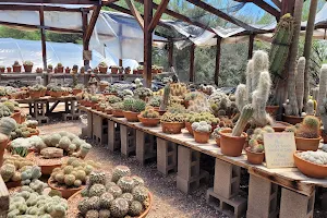 Bach's Greenhouse Cactus Nursery image