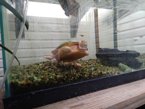 Tropicorium Mini-Reef