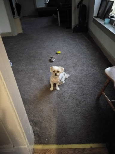 Pet Groomer «Doggie Style Bowtique», reviews and photos, 1713 Westport Rd, Kansas City, MO 64111, USA