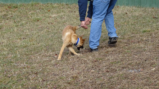 Dog Trainer «Awesome Dawgs Dog Training LLC», reviews and photos, 3052 Pricetown Rd, Temple, PA 19560, USA