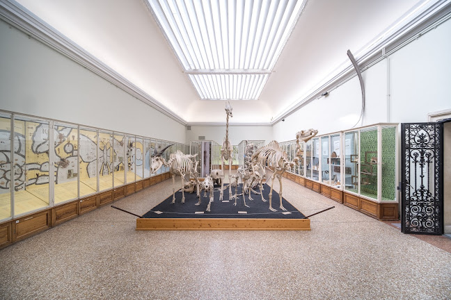 Rezensionen über Musée cantonal de zoologie - Lausanne in Lausanne - Museum