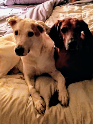 Pet Supply Store «Petco Animal Supplies», reviews and photos, 5843 N Elizabeth St, Pueblo, CO 81008, USA